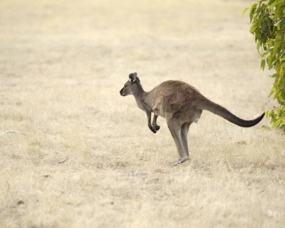 Kangaroo, Hopping away-010109-Hanson Bay Sanctuary, Kanagaroo Island, South Australia-#0420.jpg