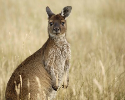 Kangaroo-123008-Flinders Chase, Kangaroo Island, South Australia-#1230.jpg