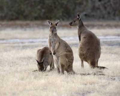 Kangaroo-123108-Flinders Chase, Kanagaroo Island, South Australia-#1359.jpg