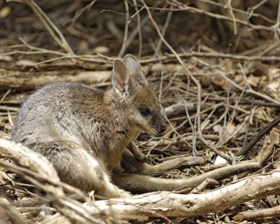 Wallaby, Tammar-010109-Hanson Bay Sanctuary, Kanagaroo Island, South Australia-#0178.jpg