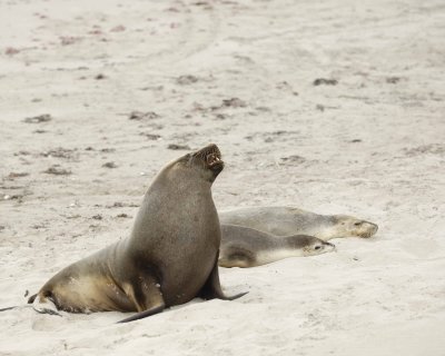 Sea Lion, Australian, Bull & 2 Females-123008-Seal Bay, Kangaroo Island, South Australia-#0026.jpg