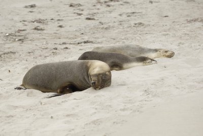 Sea Lion, Australian, Bull & 2 Females-123008-Seal Bay, Kangaroo Island, South Australia-#0036.jpg