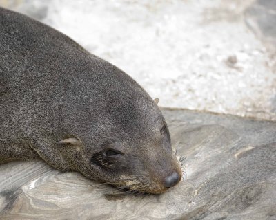 Seal, New Zealand Fur-123108-Cape du Couedic, Kanagaroo Island, South Australia-#0003.jpg