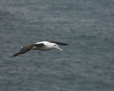 Albatross, Royal Northern-010809-Taiaroa Head, Otago Peninsula, S Island, New Zealand-#0540.jpg