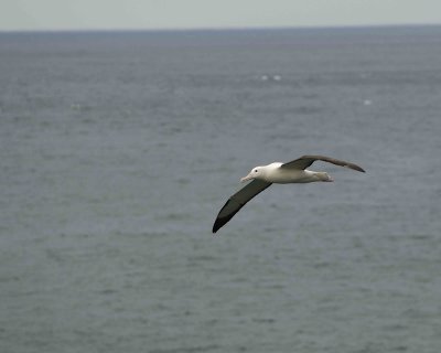 Albatross, Royal Northern-010809-Taiaroa Head, Otago Peninsula, S Island, New Zealand-#0673.jpg