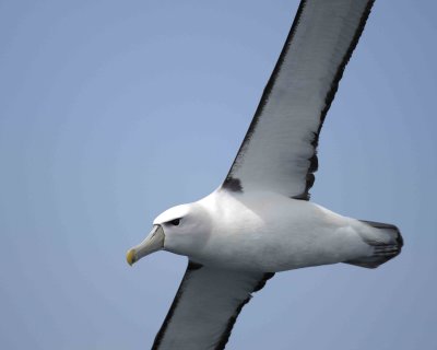 Albatross, White-Capped-010809-Taiaroa Head, Otago Peninsula, S Island, New Zealand-#0229.jpg