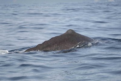 Whale, Sperm-011509-South Bay, S Island, New Zealand-#0194.jpg