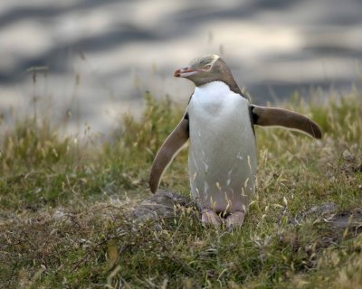 Penguin, Yellow-Eyed-010409-Flea Bay, Banks Pennisula, S Island, New Zealand-#0670.jpg