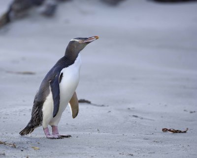 Penguin, Yellow-Eyed-010709-Otago Peninsula, S Island, New Zealand-#0524.jpg