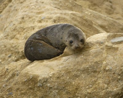Seal, New Zealand Fur, Pup-010609-Bushy Beach, Oamaru, S Island, New Zealand-#0150.jpg