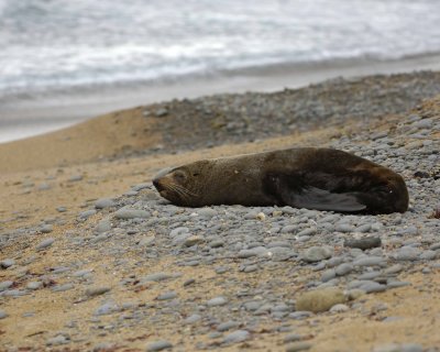 Seal, New Zealand Fur-010609-Bushy Beach, Oamaru, S Island, New Zealand-#0058.jpg