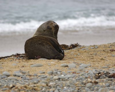 Seal, New Zealand Fur-010609-Bushy Beach, Oamaru, S Island, New Zealand-#0089.jpg