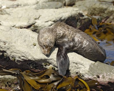 Seal, New Zealand Fur-011409-Kaikoura, S Island, New Zealand-#0172.jpg