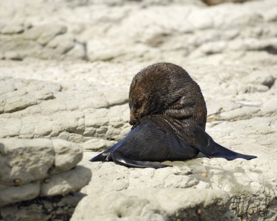 Seal, New Zealand Fur-011409-Kaikoura, S Island, New Zealand-#0261.jpg