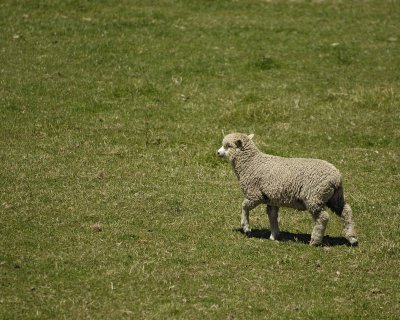 Sheep-011509-Canterbury Plain, S Island, New Zealand-#0569.jpg