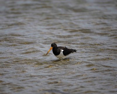 Oystercatcher, Pied-010709-Hooper's Inlet, Otago Peninsula, S Island, New Zealand-#0175.jpg