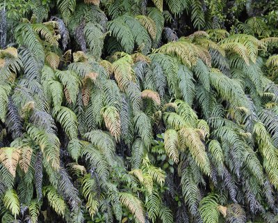 Ferns, Rain Forest-011209-West Coast, S Island, New Zealand-#0115.jpg