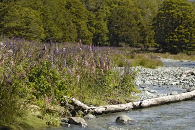 Lupines-011009-Cascade Creek, Fiordland Nat'l Park, S Island, New Zealand-#0274.jpg
