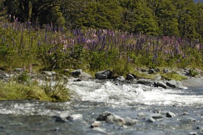 Lupines-011009-Cascade Creek, Fiordland Nat'l Park, S Island, New Zealand-#0300.jpg