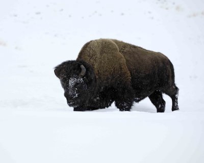 Bison, snowing-021509-Lamar Valley, YNP-#0175.jpg