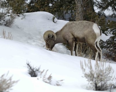 Sheep, Rocky Mountain, Ram-021309-Wrecker, Tower Jctn, YNP-#0049.jpg