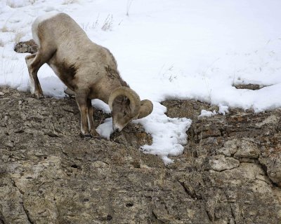 Sheep, Rocky Mountain, Ram-021409-Hitching Post, Lamar Valley, YNP-#0127.jpg
