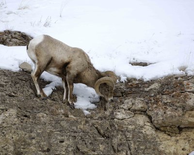 Sheep, Rocky Mountain, Ram-021409-Hitching Post, Lamar Valley, YNP-#0140.jpg