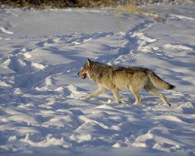 Wolf, Gray, Druid Male, 302's Group-021509-Boulder, Lamar Valley, YNP-#0065.jpg