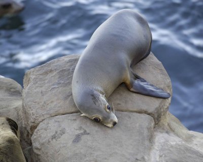 Sea Lion, California-031009-LaJolla, CA-#0018.jpg