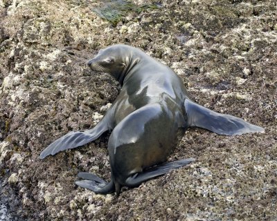 Sea Lion, California-031109-LaJolla, CA-#0468.jpg