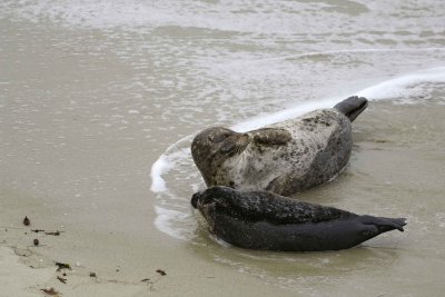 Seal, Harbor, Female with Pup, tide coming in-031109-LaJolla, CA-#0326.jpg