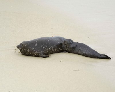 Seal, Harbor, Female with Pup-031109-LaJolla, CA-#0142.jpg