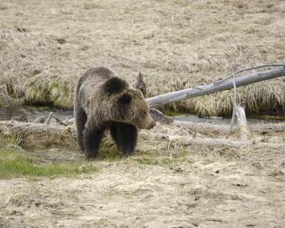 Bear, Grizzly-042309-Obsidian Creek, YNP-#0797.jpg