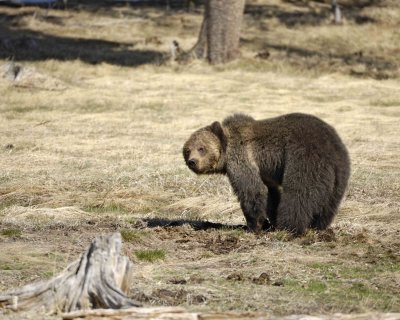 Bear, Grizzly-042209-Roaring Mountain, Obsidian Creek, YNP-#0531.jpg