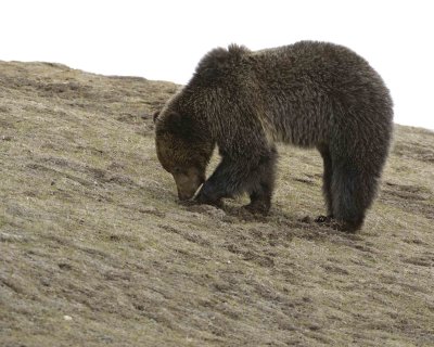 Bear, Grizzly-042309-Obsidian Creek, YNP-#1153.jpg