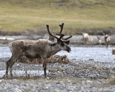 Caribou, Bull, crossing river-062509-ANWR, Aichilik River, AK-#0963.jpg