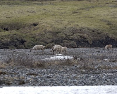 Caribou, Herd, crossing river-062509-ANWR, Aichilik River, AK-#0311.jpg