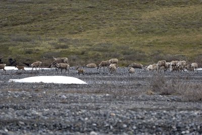 Caribou, Herd, crossing river-062509-ANWR, Aichilik River, AK-#0357.jpg