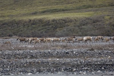 Caribou, Herd, crossing river-062509-ANWR, Aichilik River, AK-#0373.jpg