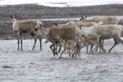 Caribou, Herd, crossing river-062509-ANWR, Aichilik River, AK-#0500.jpg