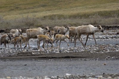 Caribou, Herd, crossing river-062509-ANWR, Aichilik River, AK-#0983.jpg