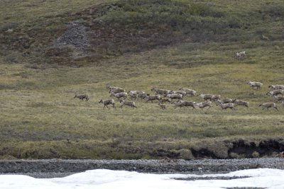 Caribou, Herd, running on tundra-062509-ANWR, Aichilik River, AK-#0315.jpg