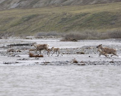 Caribou, 2 Cows & 2 Calves, crossing river-062609-ANWR, Aichilik River, AK-#0469.jpg