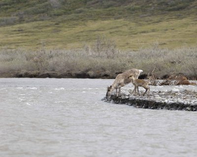 Caribou, Cow & Calf, crossing river-062609-ANWR, Aichilik River, AK-#0172.jpg