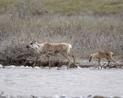 Caribou, Cow & Calf, crossing river-062609-ANWR, Aichilik River, AK-#0260.jpg
