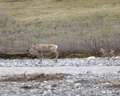 Caribou, Cow & Calf, crossing river-062609-ANWR, Aichilik River, AK-#0396.jpg