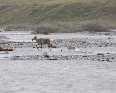 Caribou, Cow & Calf, crossing river-062609-ANWR, Aichilik River, AK-#0467.jpg