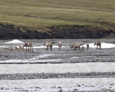 Caribou, Herd, crossing river-062609-ANWR, Aichilik River, AK-#0239.jpg