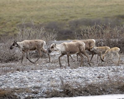Caribou, Herd, crossing river-062609-ANWR, Aichilik River, AK-#0246.jpg