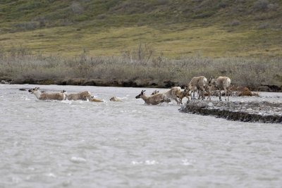 Caribou, Herd, crossing river-062609-ANWR, Aichilik River, AK-#0454.jpg